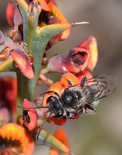 bio diversity native bee - Our Gardens