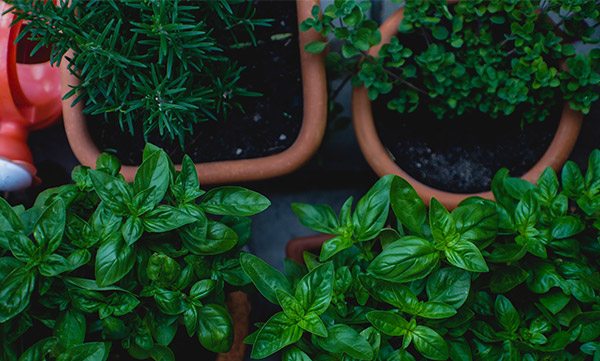 us container garden - Our Gardens