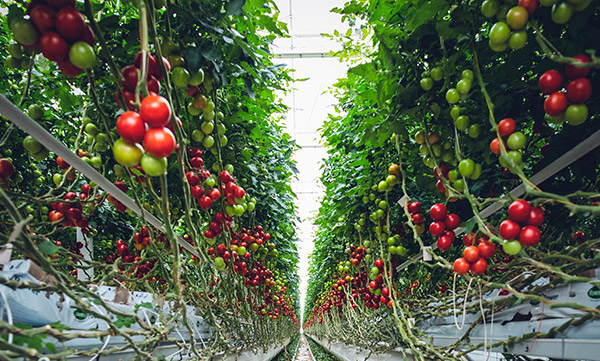 us hydroponic tomatoes - Our Gardens