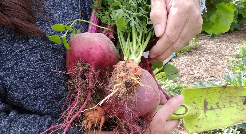 beetroot - Our Gardens