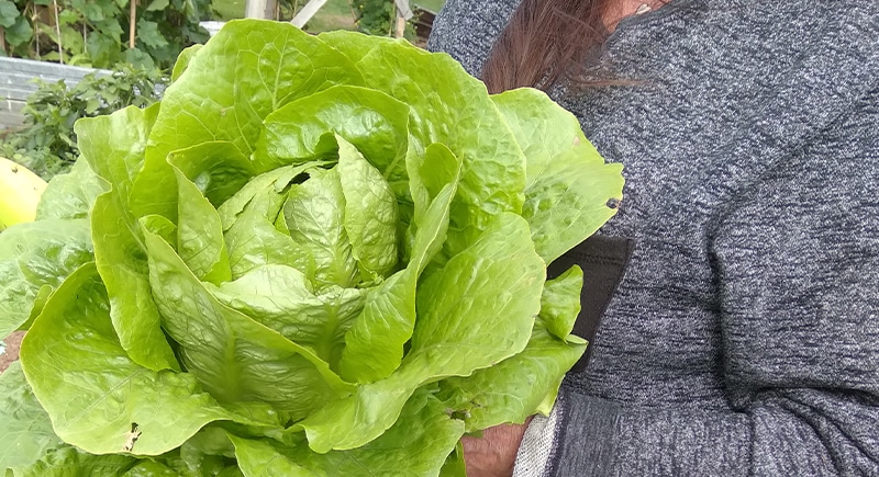 holdinglettuce - Our Gardens