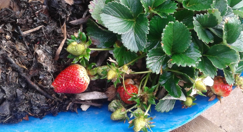 strawberry - Our Gardens